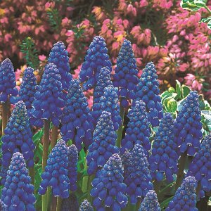 Heavenly Blue, Muscari