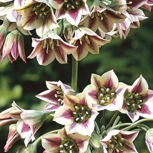 siculum, Nectaroscordum