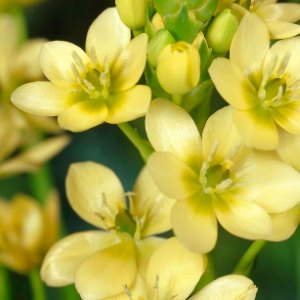 dubium Yellow, Ornithogalum