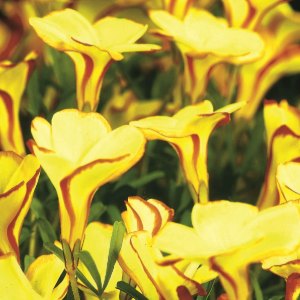 versicolor Golden Cape, Oxalis