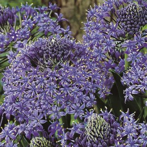 peruviana, Scilla peruviana