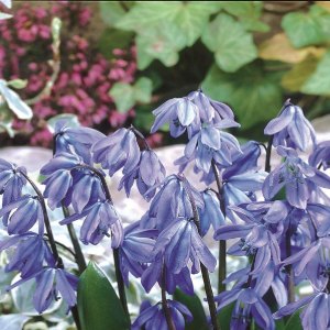 siberica Spring Beauty, Scilla