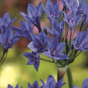 Twilight, Triteleia