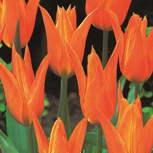 Ballerina, Tulips