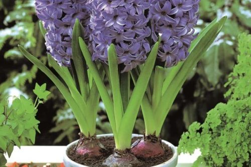 Three purple hyacinth flower spikes in white pot with soil and green foliage visible.