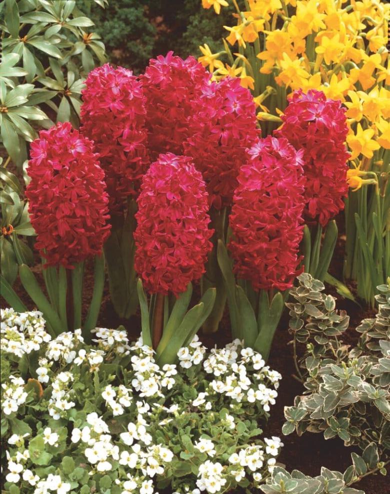 Prepared hyacinth Jan Bos, deep red spike in flower