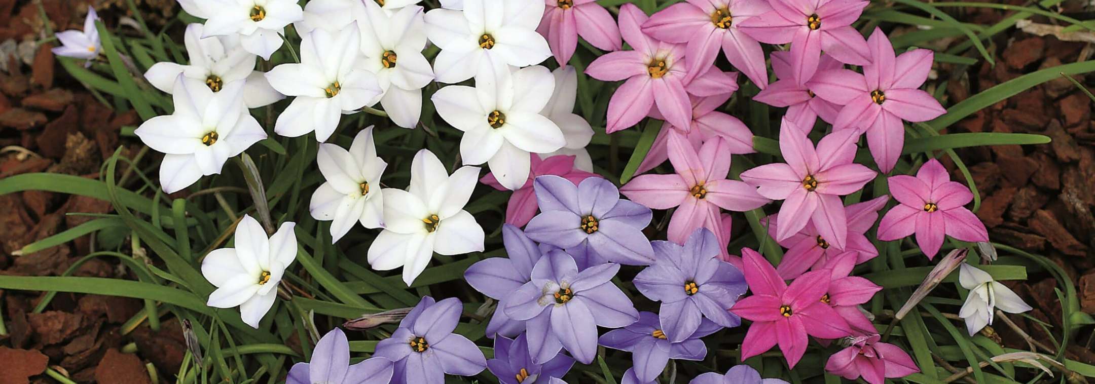 Ipheion spring starflowers in white, blue and pink naturalised together
