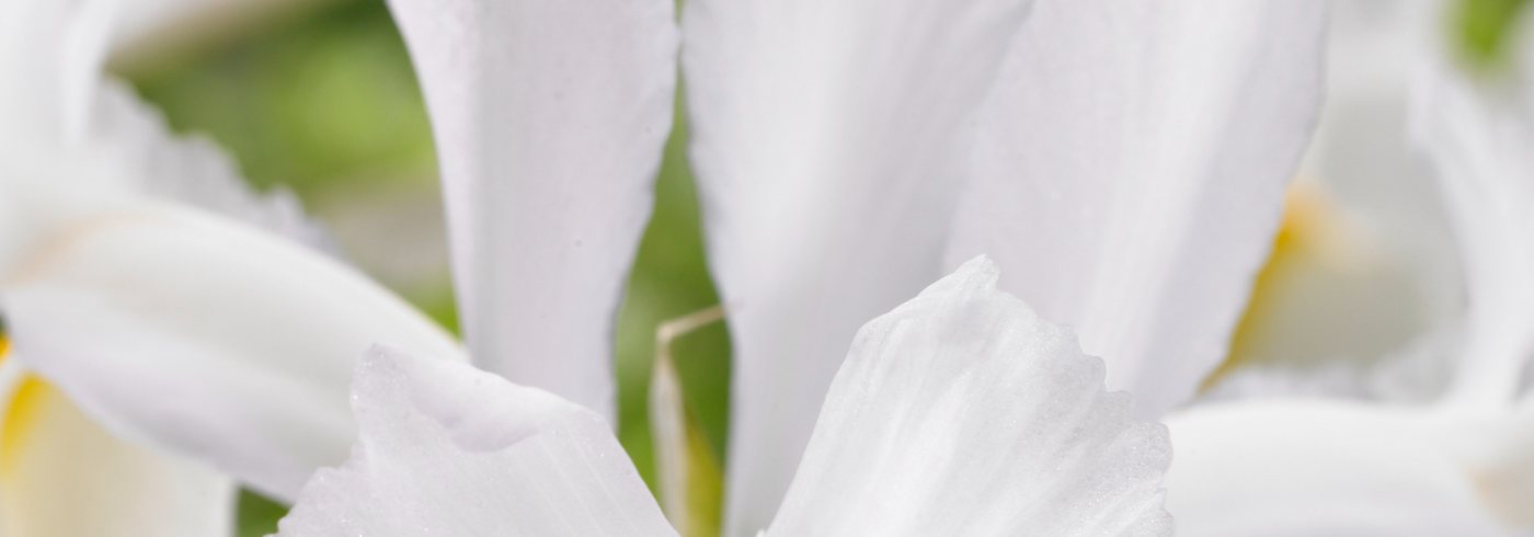 How to grow iris, Dutch iris flowering in June