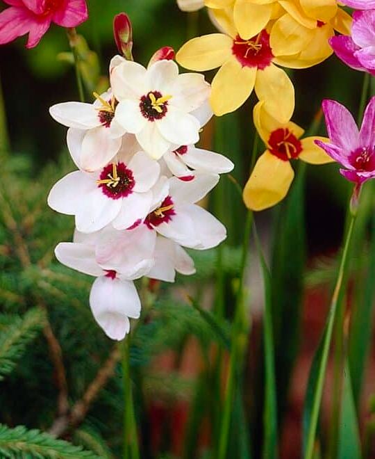 Ixia flowers close up, white stars with dark crimson eyes opening wide in the sun