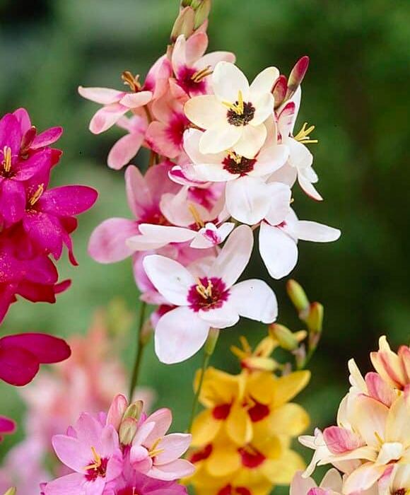 Ixia colour range, cream, pink and magenta wands together