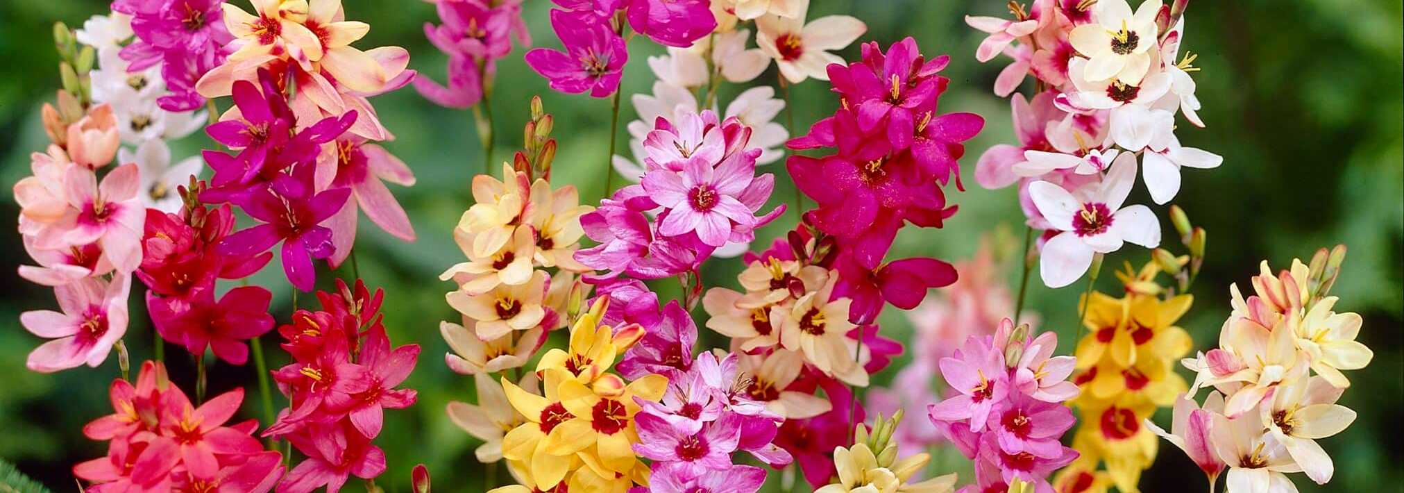 How to grow Ixia, mixed African corn lilies in full multicolour flower in July