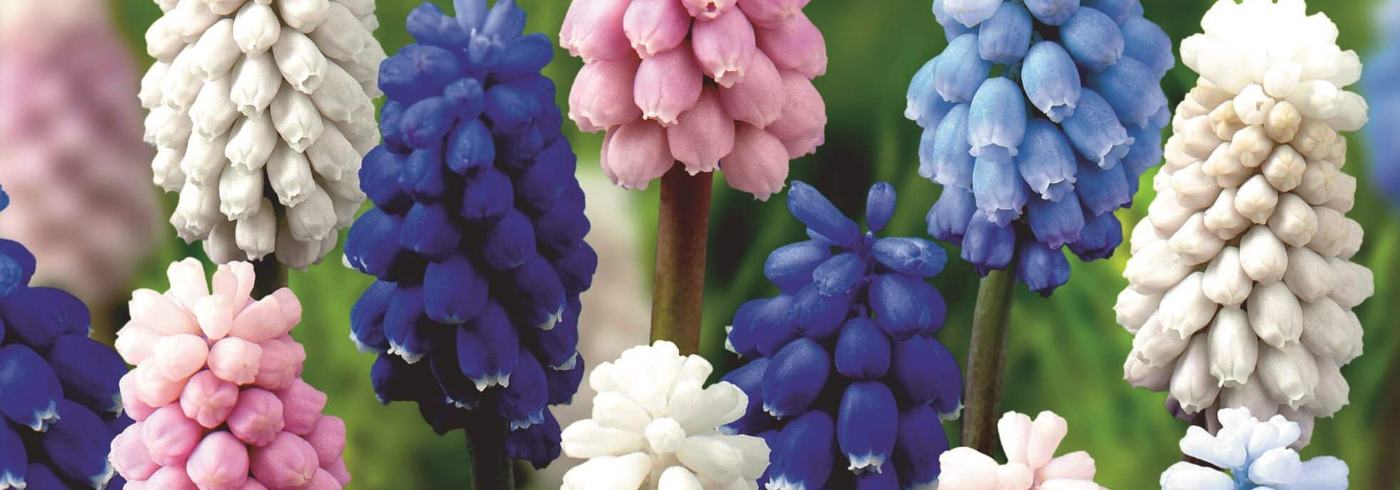 How to grow muscari, a drift of grape hyacinths in mixed blues, white and pink