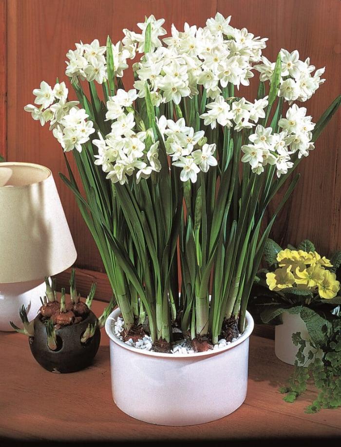 Narcissus Paper White Ziva, clusters of pure white scented flowers
