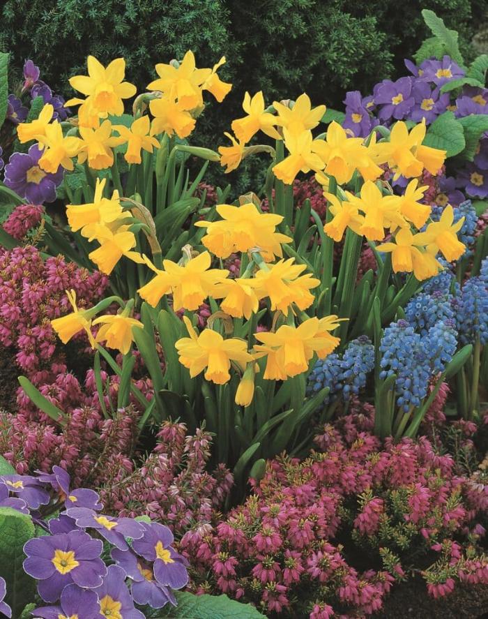 Narcissus Tete a tete, buttercup gold dwarf daffodil