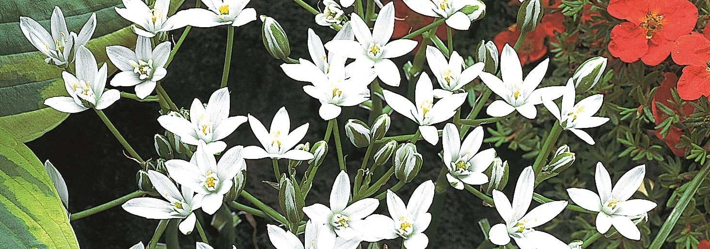 Ornithogalum umbellatum, white Star of Bethlehem flowers open in the sun