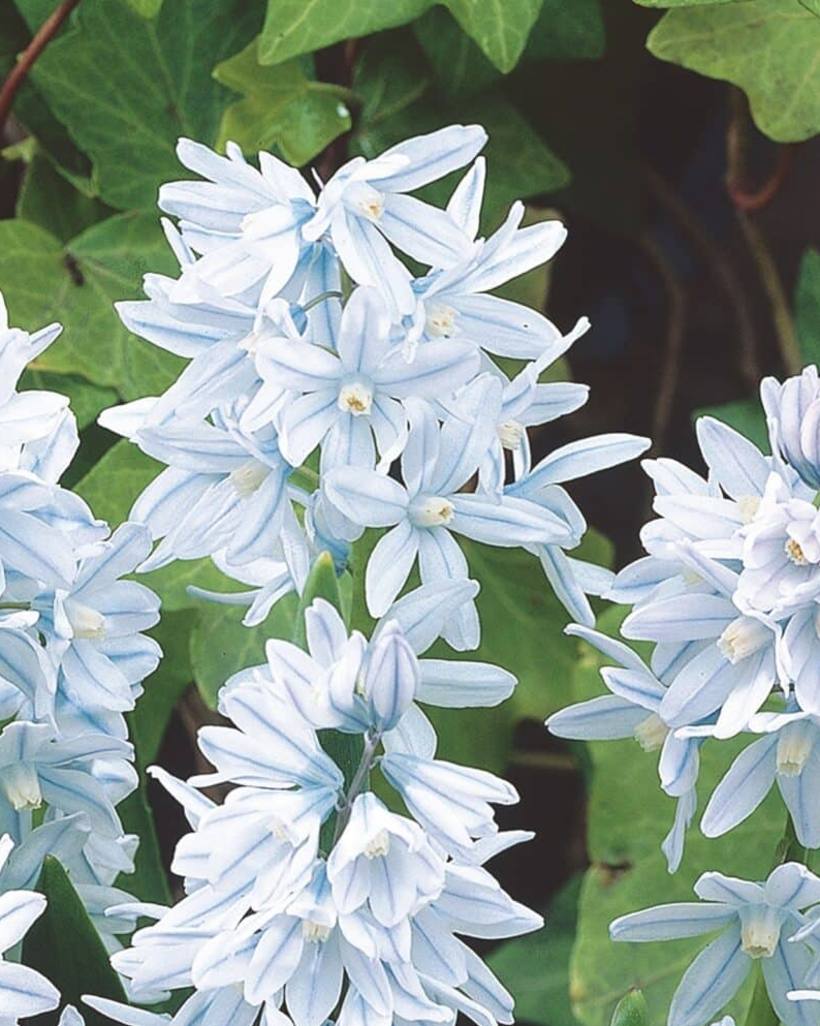 Close up of striped squill, each petal marked with a darker blue stripe