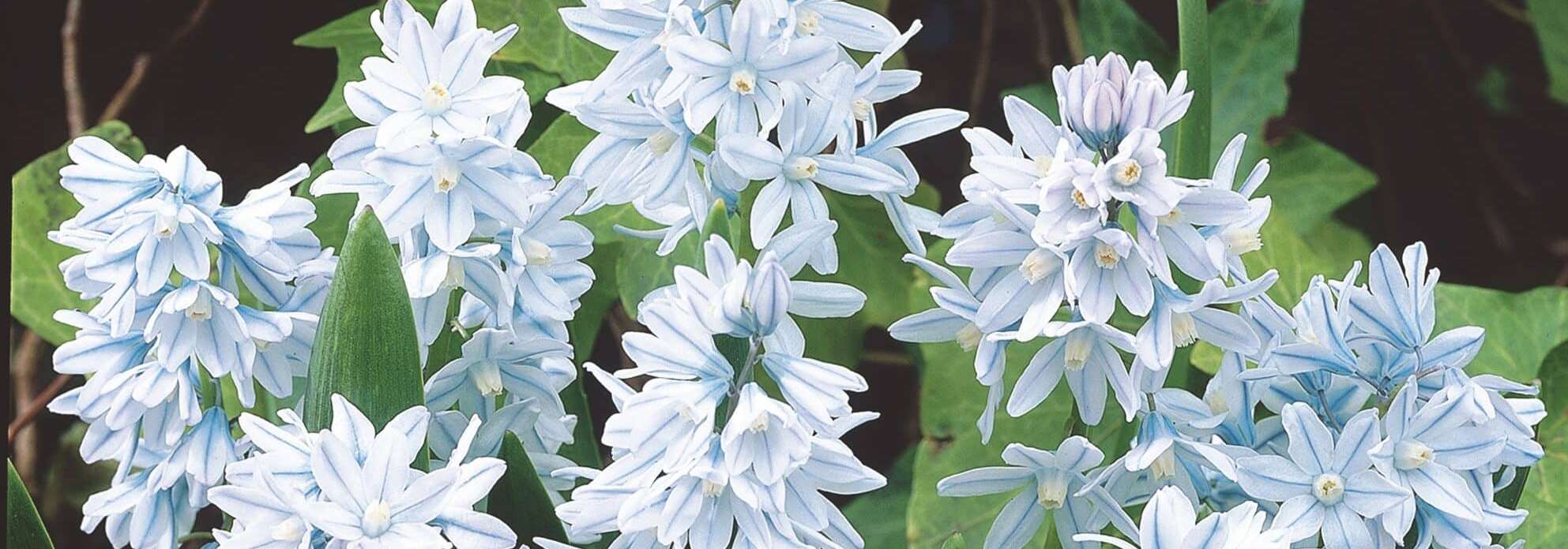 Puschkinia striped squill, pale blue star flowers with a darker blue stripe