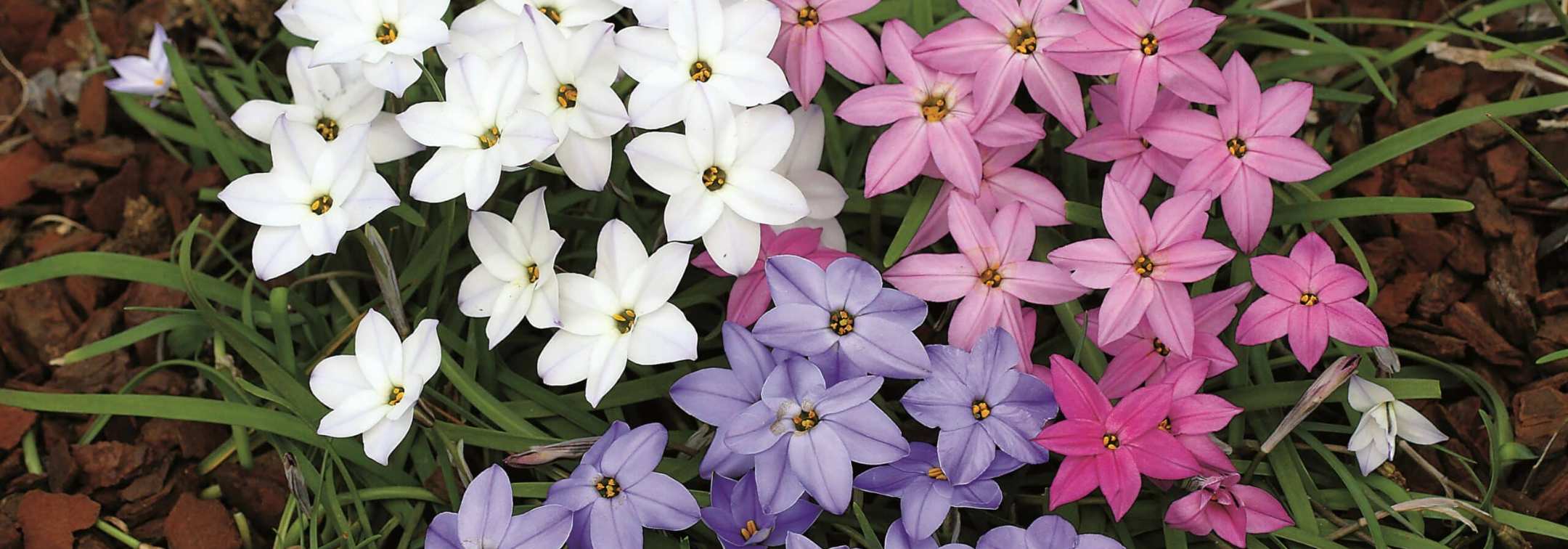 Rock garden bulbs in a drift, ipheion carpeting the ground in April