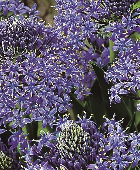 Scilla peruviana flower head close up, violet blue stars around a green cone of buds