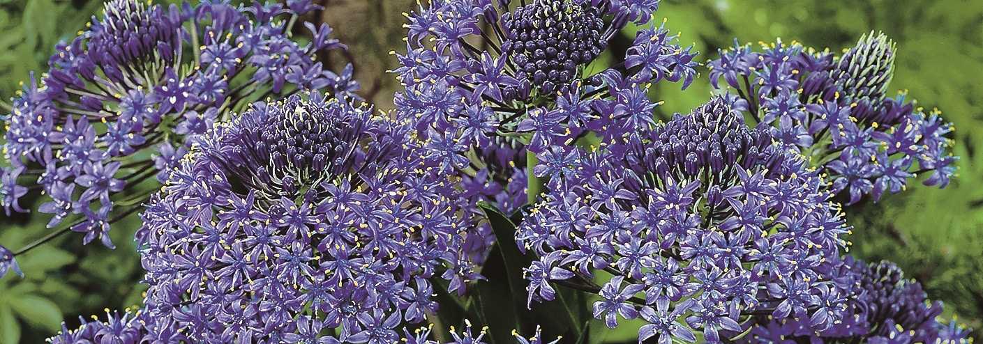 How to grow Scilla peruviana, the giant squill in violet blue flower in late spring