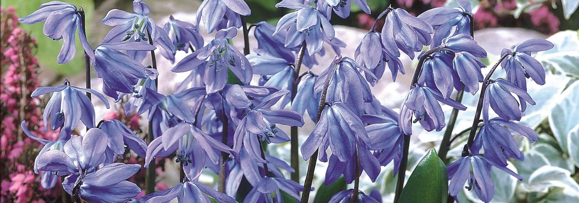 Scilla siberica, deep gentian blue nodding squill bells