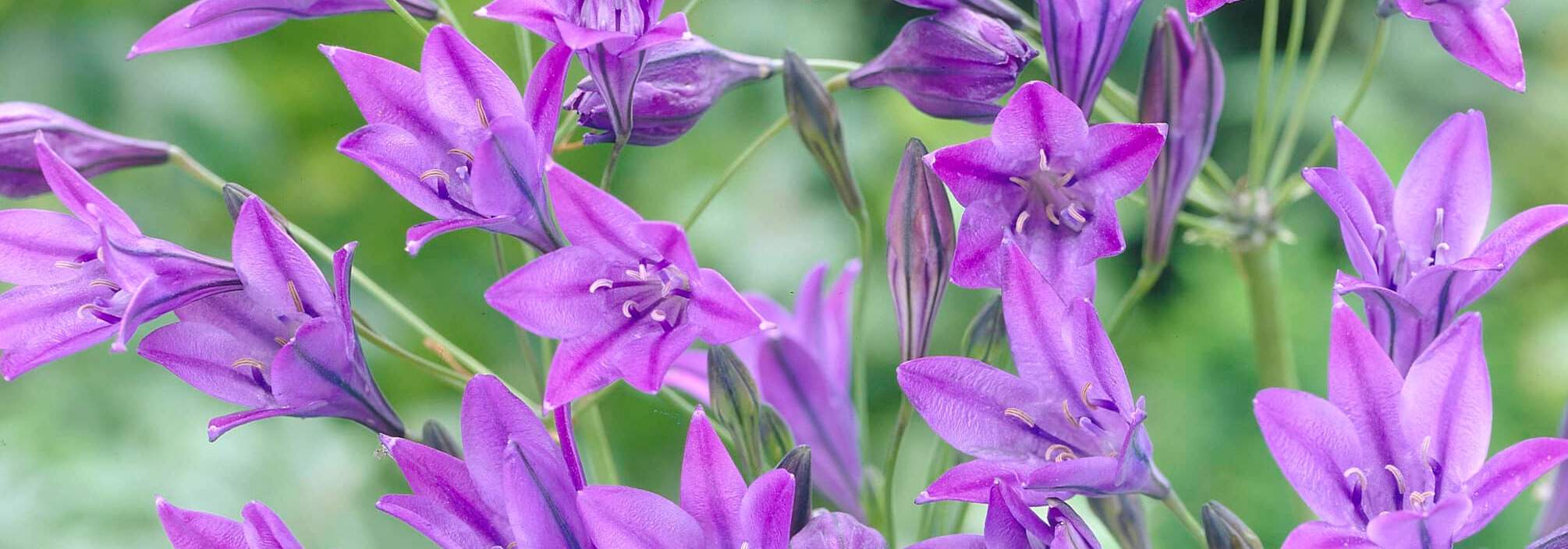 How to grow Triteleia, violet blue triplet lily flowers in early summer