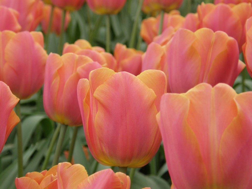 Pink Jimmy triumph tulips in flower, rose pink petals edged salmon orange