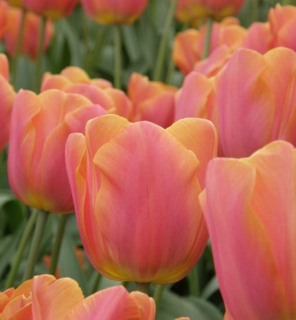 Pink Jimmy triumph tulips in flower, rose pink petals edged salmon orange