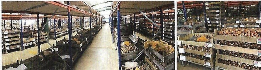 Crates of bulbs stacked on racking in the Bloms warehouse
