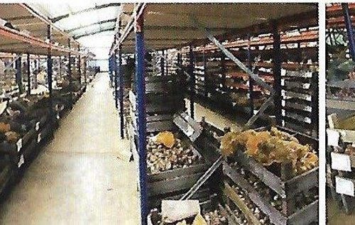 Crates of bulbs stacked on racking in the Bloms warehouse