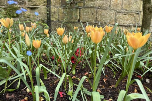 Tulipa batalinii Bright Gem with blue forget-me-nots against an old stone wall
